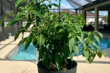 White Trinidad Moruga Scorpion Pepper