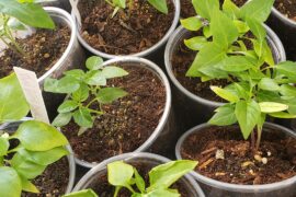 What is normal vs stunted growth?