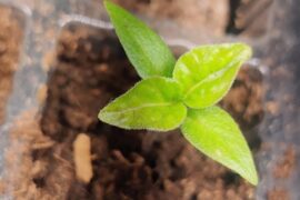 Hello ! My scotch bonnet's leaf looks like this . Is this normal?. It looks strange to me