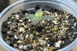 A photogenic little seedling.