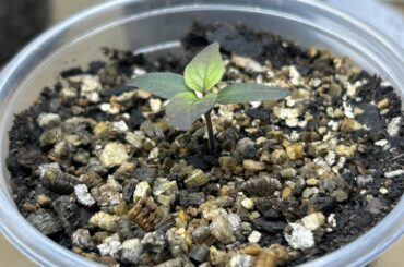 A photogenic little seedling.