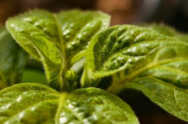 Capsicum pubescens (Rocoto Canario)