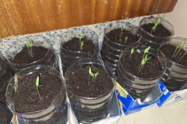 When should I cull them?