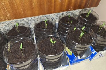 When should I cull them?