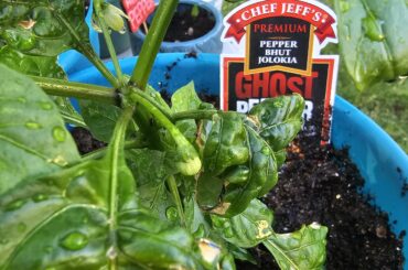 Ghost peppers