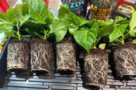 Party’s over - Cups to 2 gal