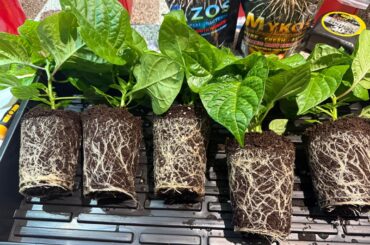 Party’s over - Cups to 2 gal