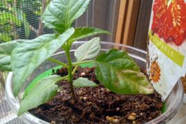 What's wrong with the leaves ?