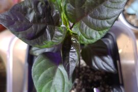 Cross putting out some great leaves!