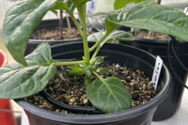 Fertigation changed my life