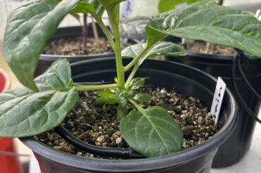 Fertigation changed my life