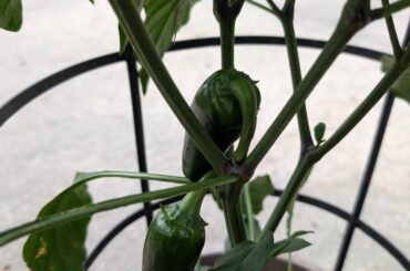 Ready to Harvest?