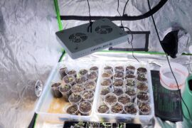 Update on the leggy guys