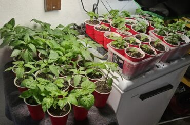 Almost time to go in the ground