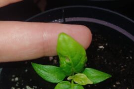 Habanero seedling