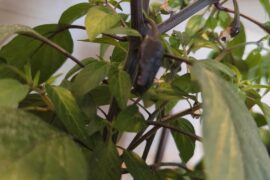 My amazon "scotch bonnets" started 07.01.26