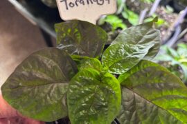 Some of my pretty plants