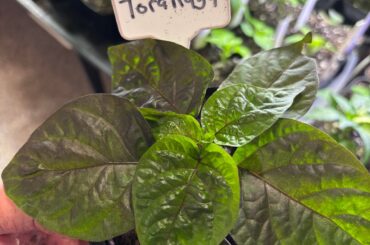 Some of my pretty plants