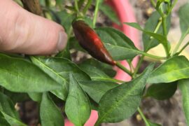 Peppers turning brown after red