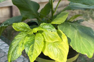 Variegated Branch