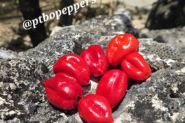 Bajan Bonney Peppers