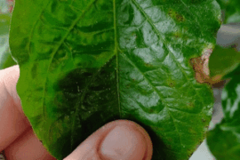 My pepper plant seems to have caught something