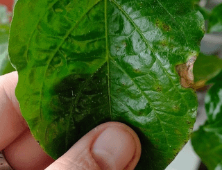 My pepper plant seems to have caught something