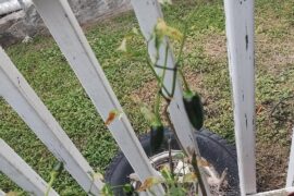 What is going on with my jalapeno plant