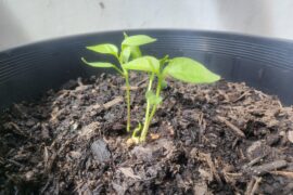 Pepper saplings advice - too many growing too close together?