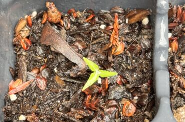 Three leaves?