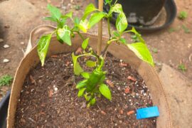 Leaves yellowing and getting eaten alive by leaf miners. Am I screwed?