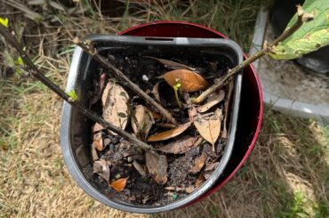 What kind of critter is eating stems off my Black Thai?