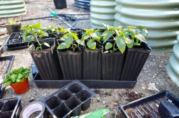 Doing an experiment with long pots