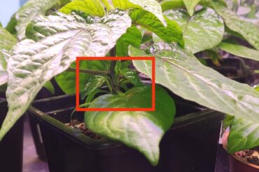 Do I nip these small leaves ?