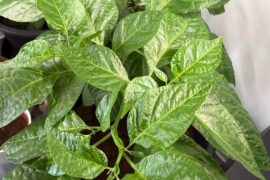 Should my yellow reaper have flowered by now? Does it look like it will be flowering any time soon?