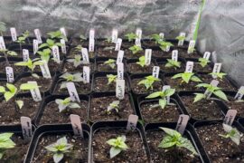 My plants aren’t leggy enough.