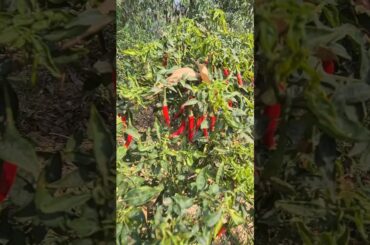 Red chilli Green chili Recipe #Fa9la#newshorts