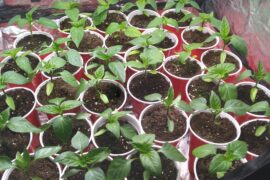 Did I start my peppers too early