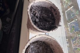 Fledgling Bhut Jolokia Plants