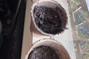 Fledgling Bhut Jolokia Plants