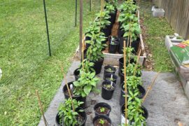 Peppers are looking great this year.