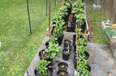 Peppers are looking great this year.