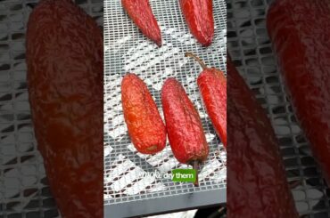 What is a Chipotle Pepper, Really? (It’s Not What You Think) 🌶️