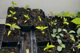 Yellow tint to leaves