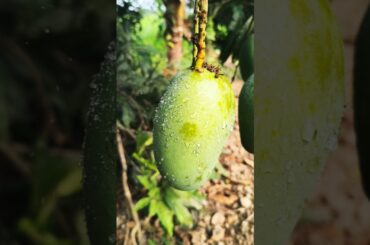 Spicy chili mango 🥭🥵🥭#shorts #subscribe #trending #viral #like #food #recipe #raw #mango #chili