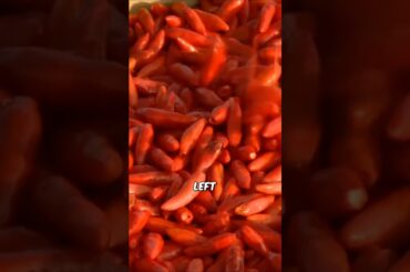 This Sauce Takes 1000 Days To Make! #earth  #pepper