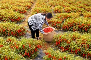 Harvesting red chili peppers to make traditional chili sauce - A recipe for delicious grilled fish