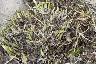 Anyone know what this is??