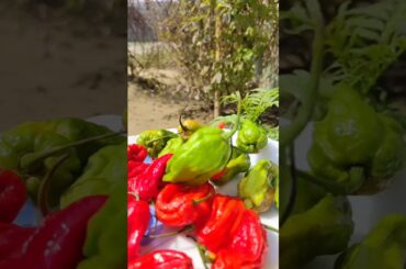 Unique The world's hottest naga chilli pickle #chilli #chillipickle #recipe #shorts