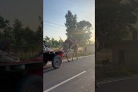 Khet ka kaam + cooking l aloo manchurian chilli #food #cooking #recipe #shorts #minivlog #vlog